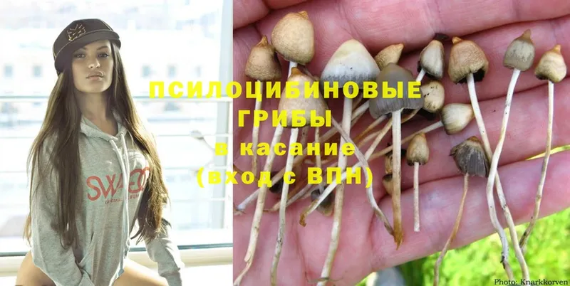 Псилоцибиновые грибы Psilocybe  ОМГ ОМГ ССЫЛКА  Семикаракорск  где купить наркоту 